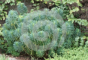 Mediterranean spurge Euphorbia characias Blue wonder, plant photo